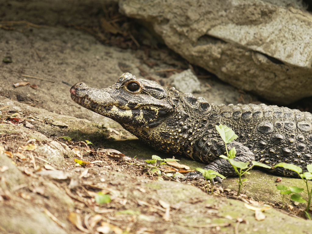African Dwarf Crocodile reference