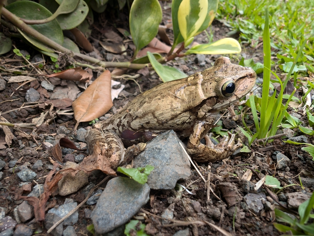 Hispaniolan Wood Frog reference