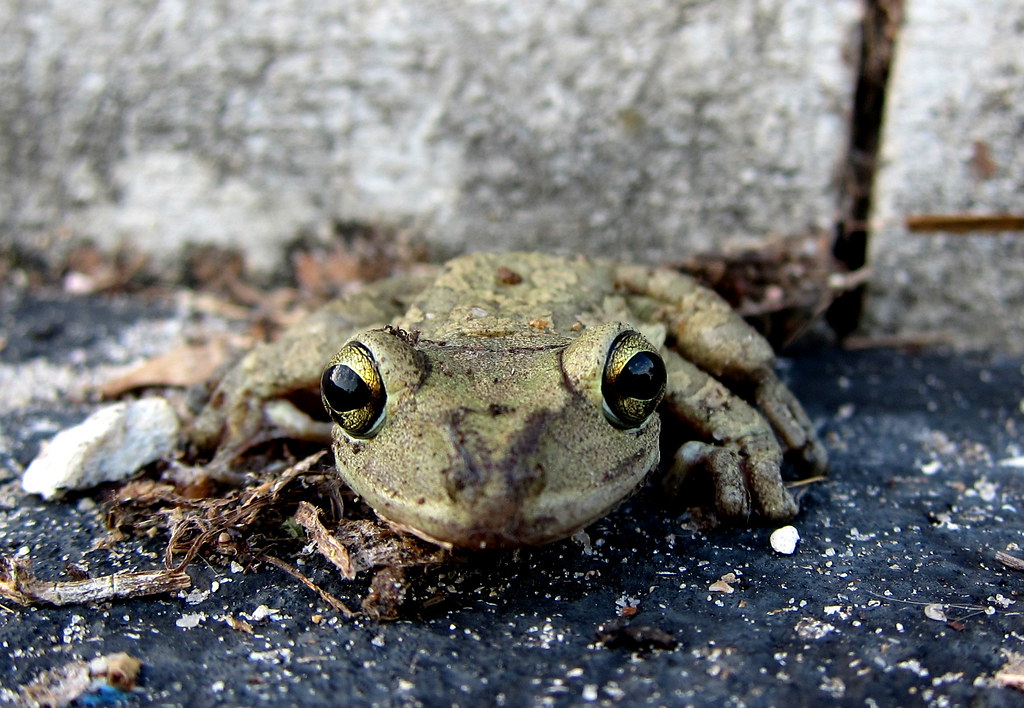 Cuban Tree Frog reference