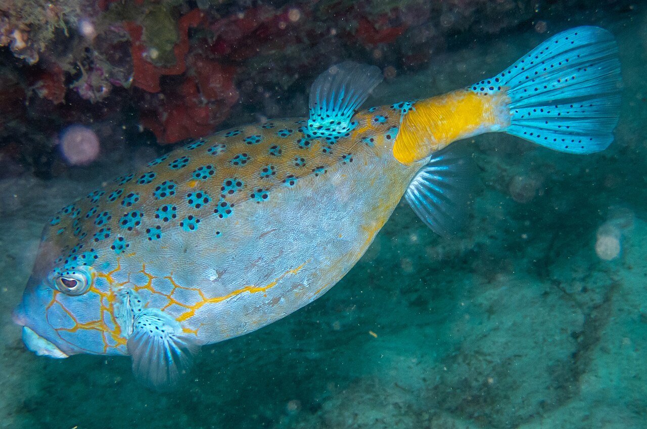 Yellow Boxfish reference