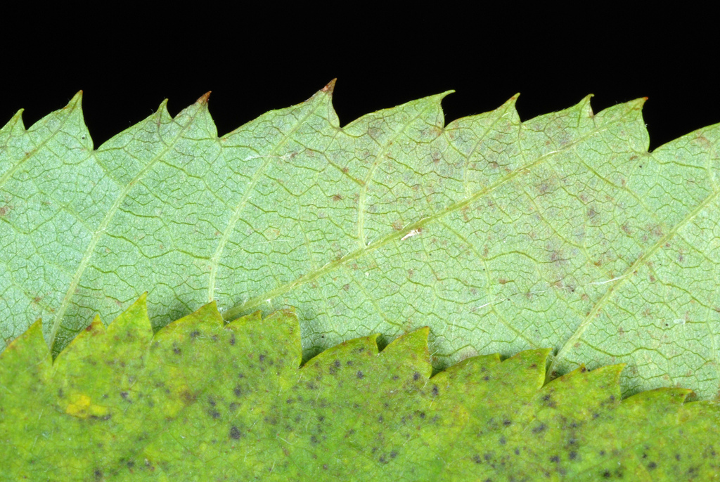 American Hophornbeam reference