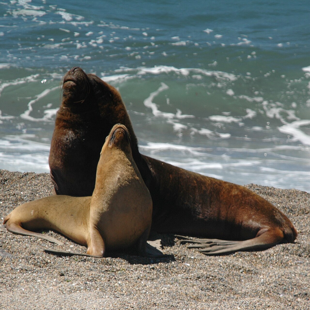 South American Sea Lion reference
