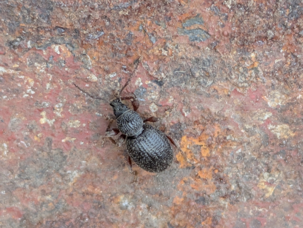 Strawberry Root Weevil reference