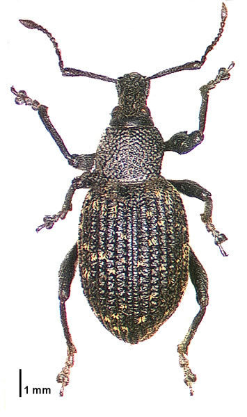 Black Vine Weevil reference
