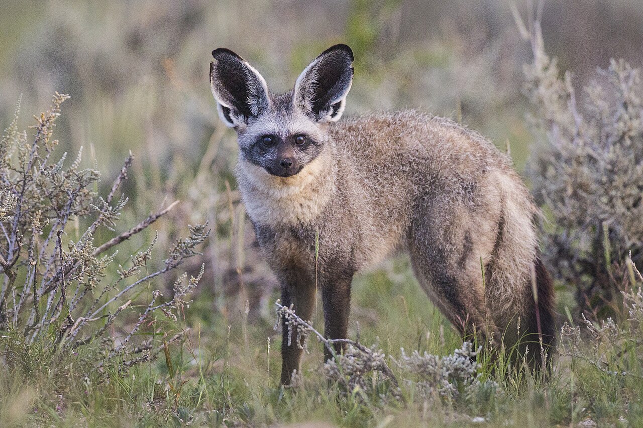 Bat-eared Fox reference