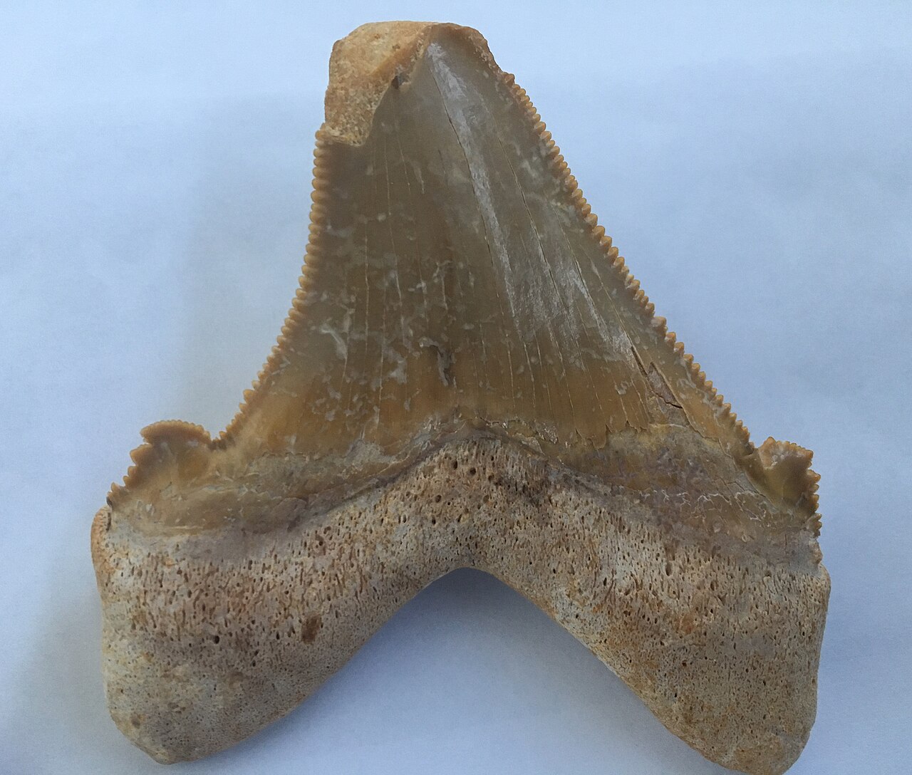 Otodus sokolovi reference