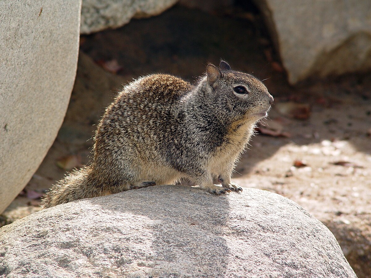 California Ground Squirrel reference
