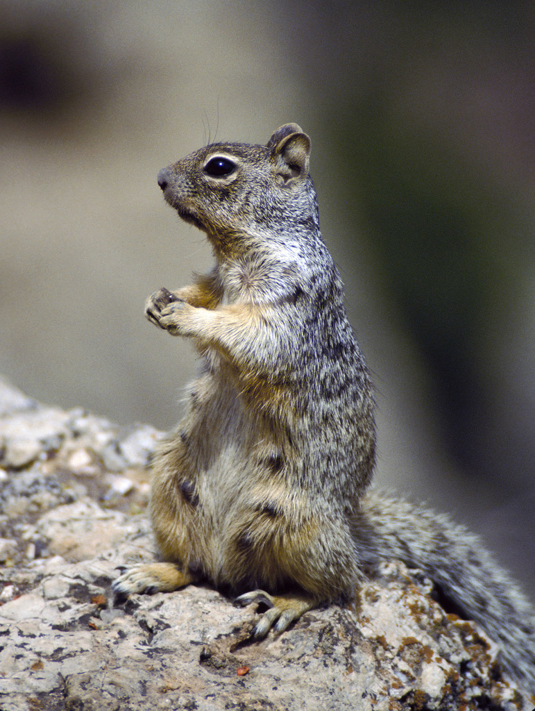Rock Squirrel reference