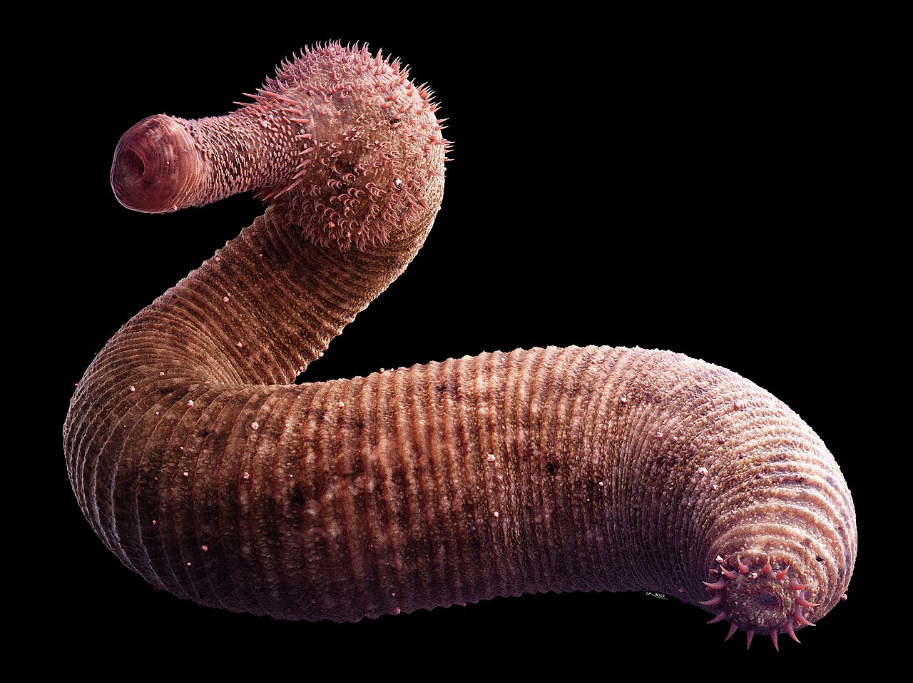 Ottoia prolifica reference