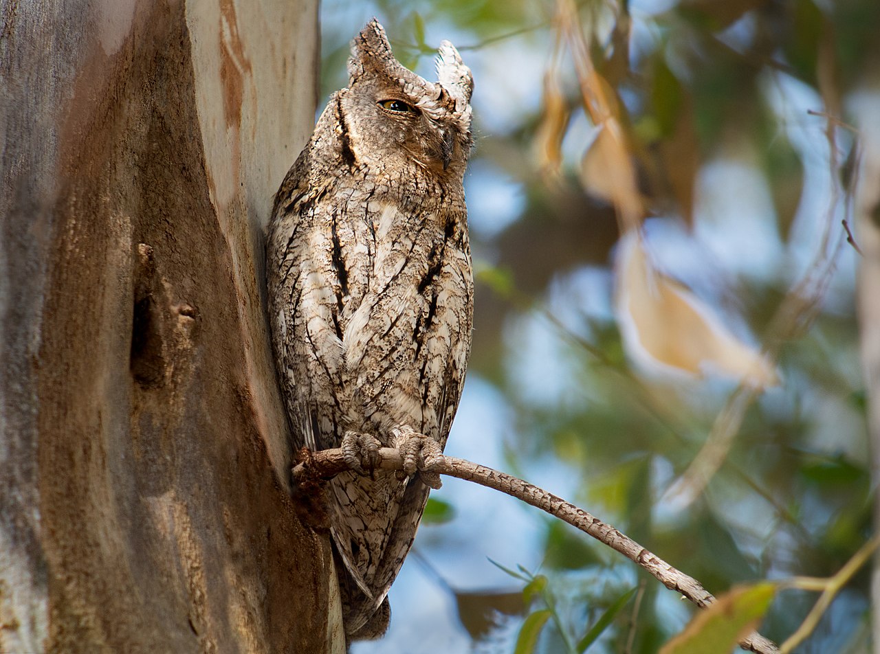 Eurasian Scops-Owl reference