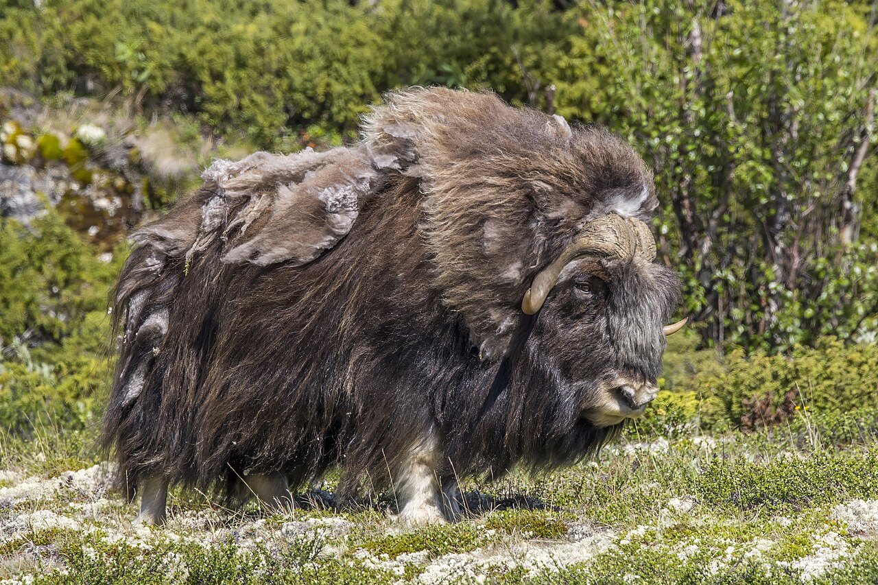 Muskox reference