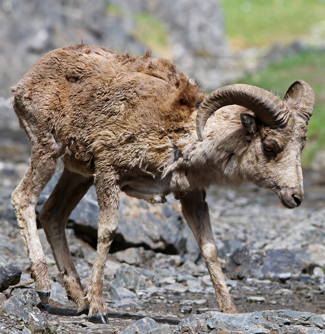Argali reference