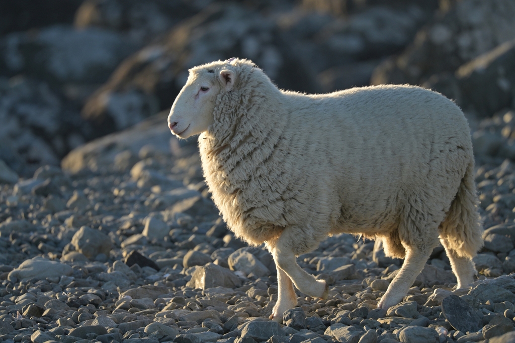 Domestic Sheep reference