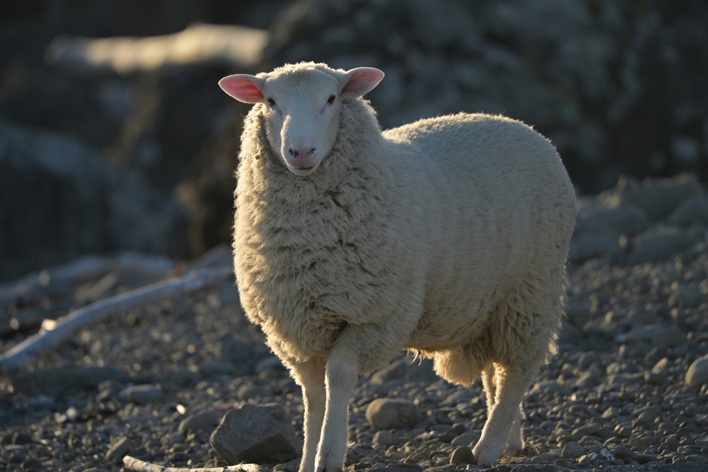 Domestic Sheep reference