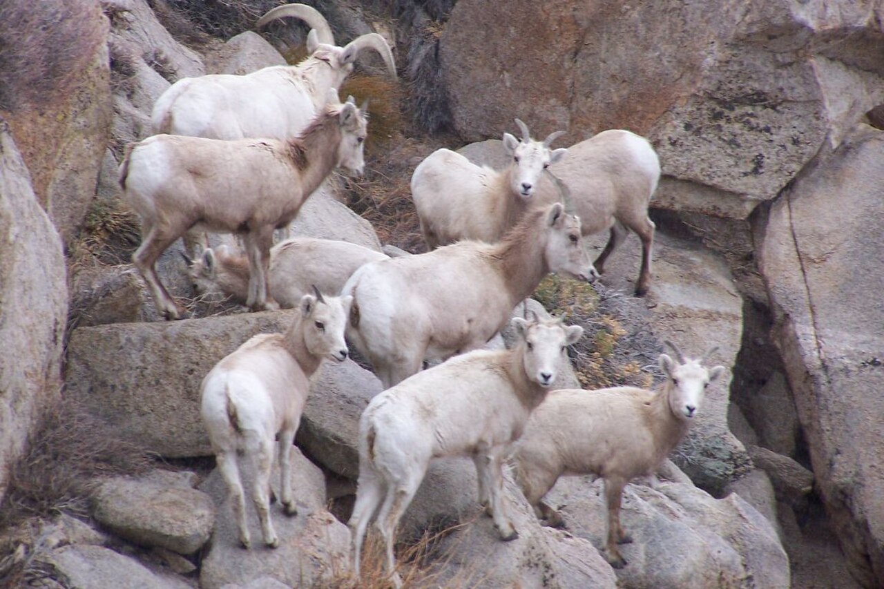 Ovis canadensis californiana reference