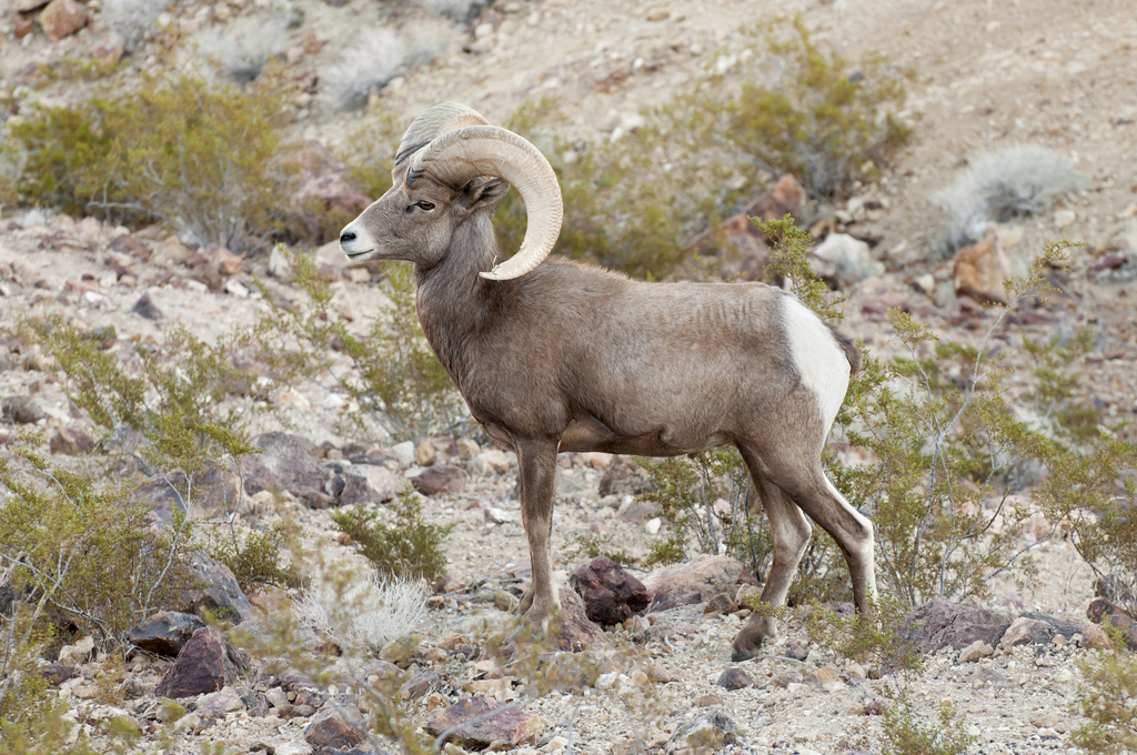 Desert Bighorn Sheep reference