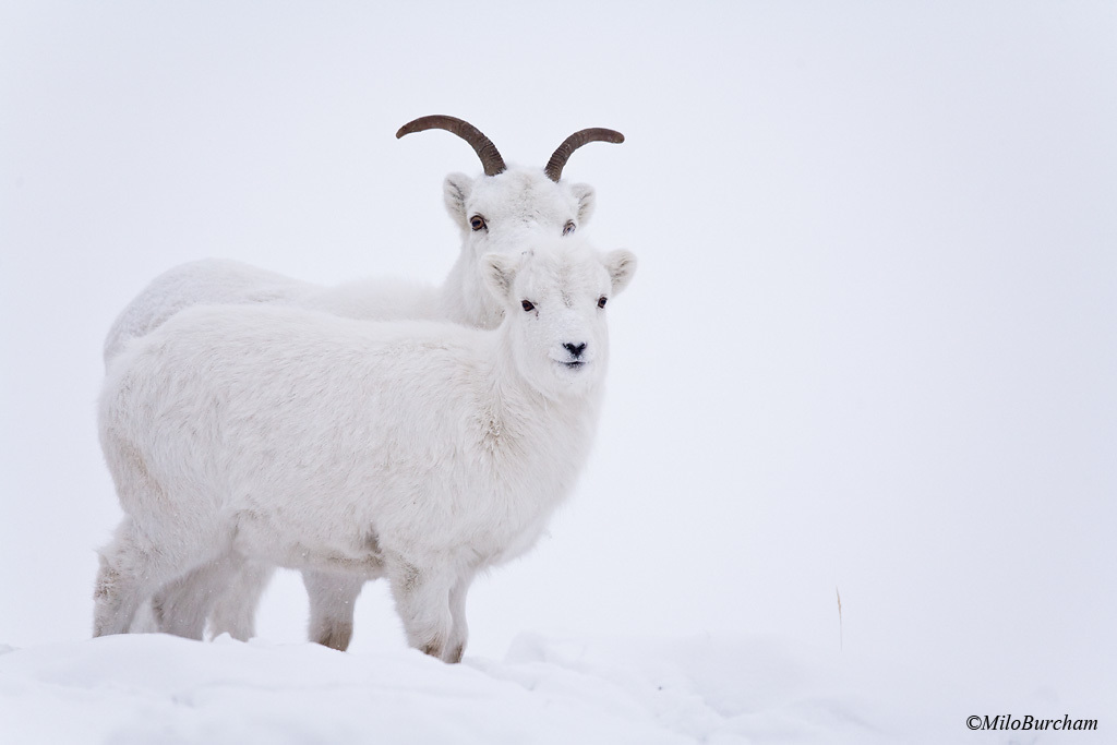 Dall Sheep reference