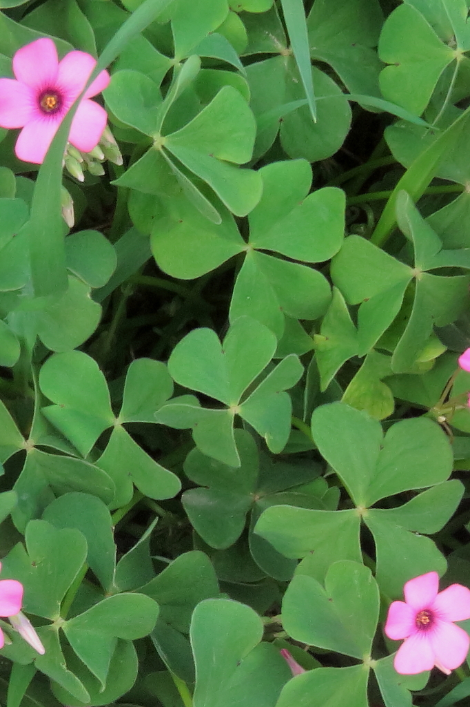 pink-sorrel reference