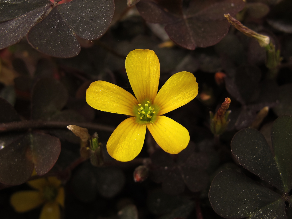 Creeping Woodsorrel reference