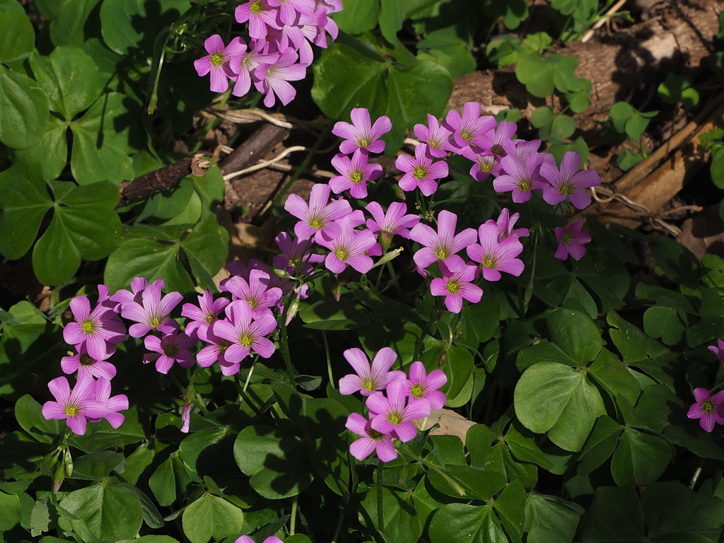 Largeflower pink-sorrel reference
