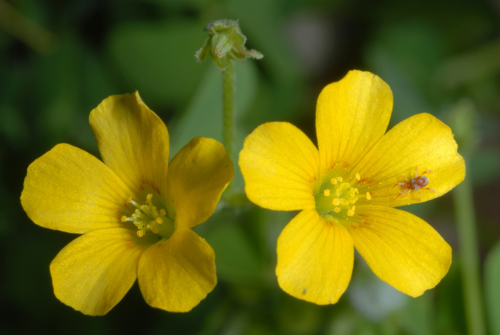 slender yellow woodsorrel reference