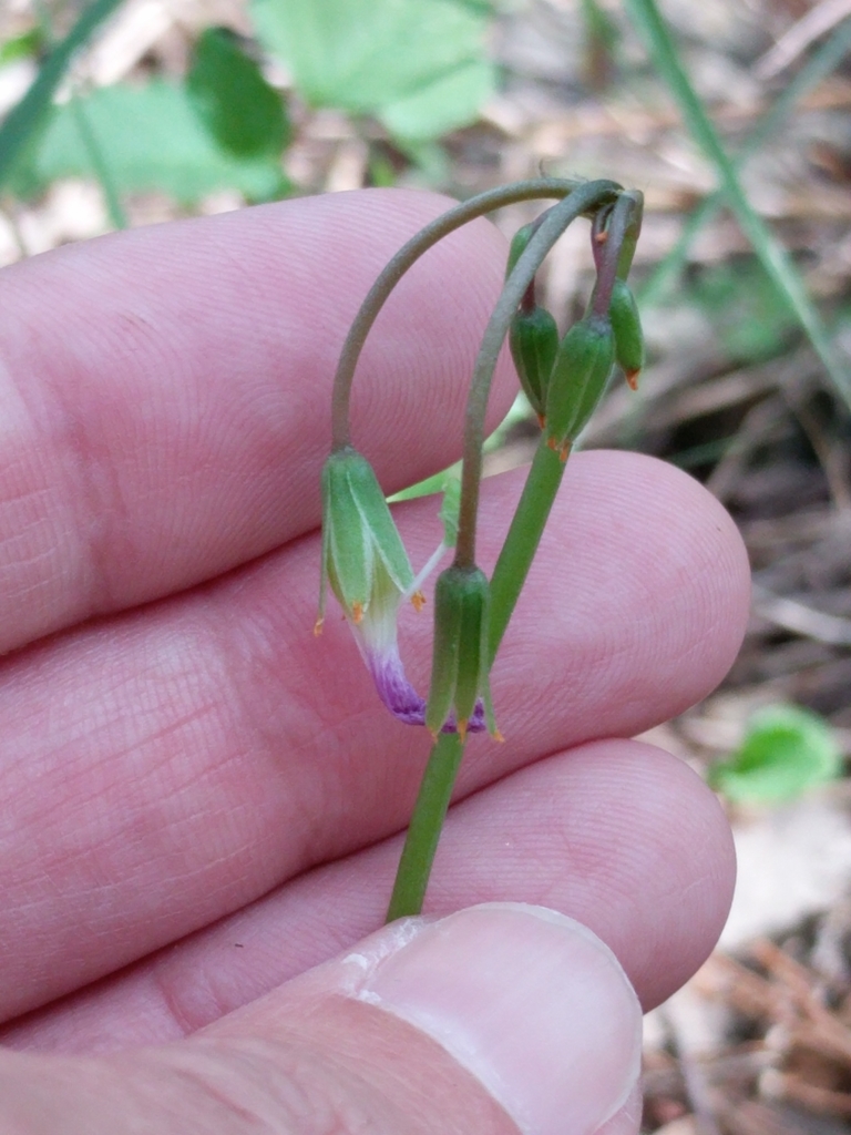 Drummond's Woodsorrel reference