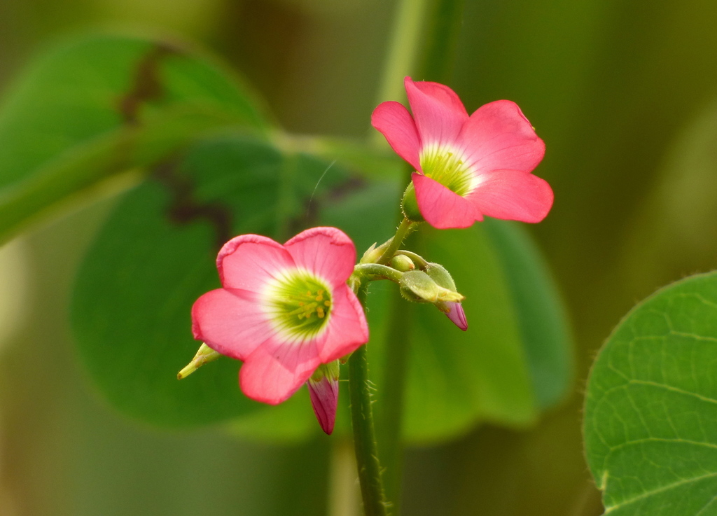 Fourleaf Pink-sorrel reference