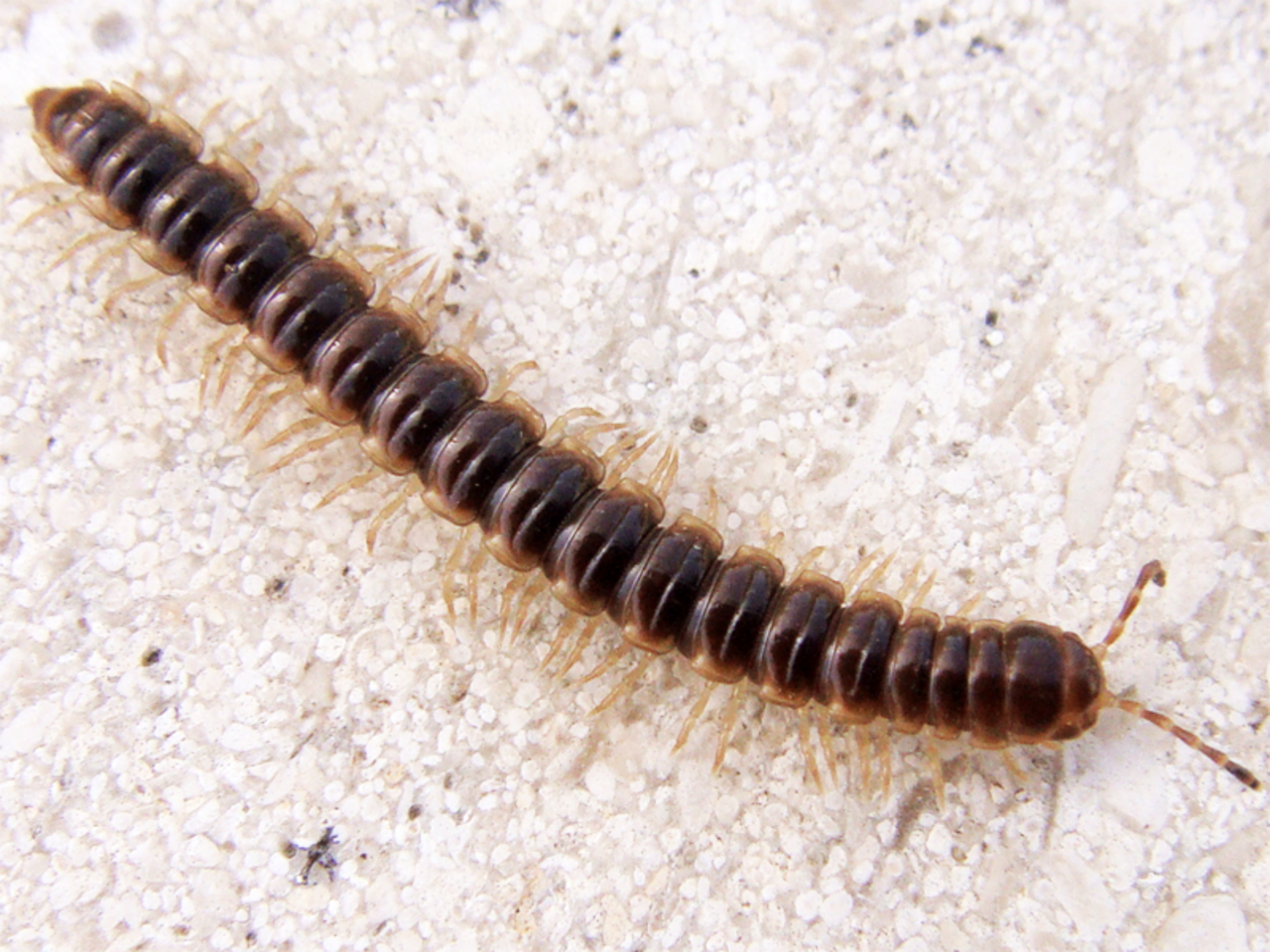 Greenhouse Millipede reference