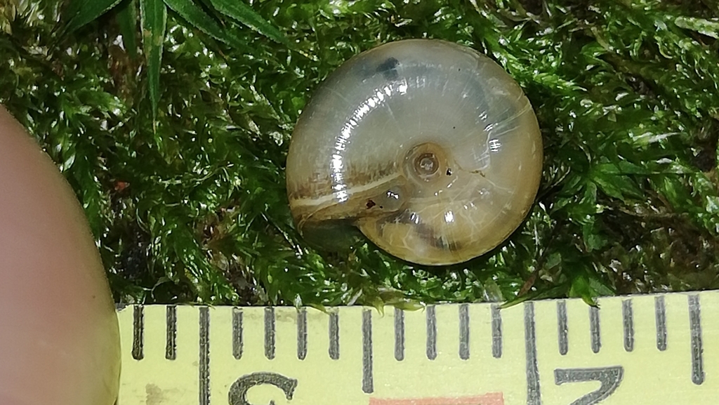 Cellar Snail reference
