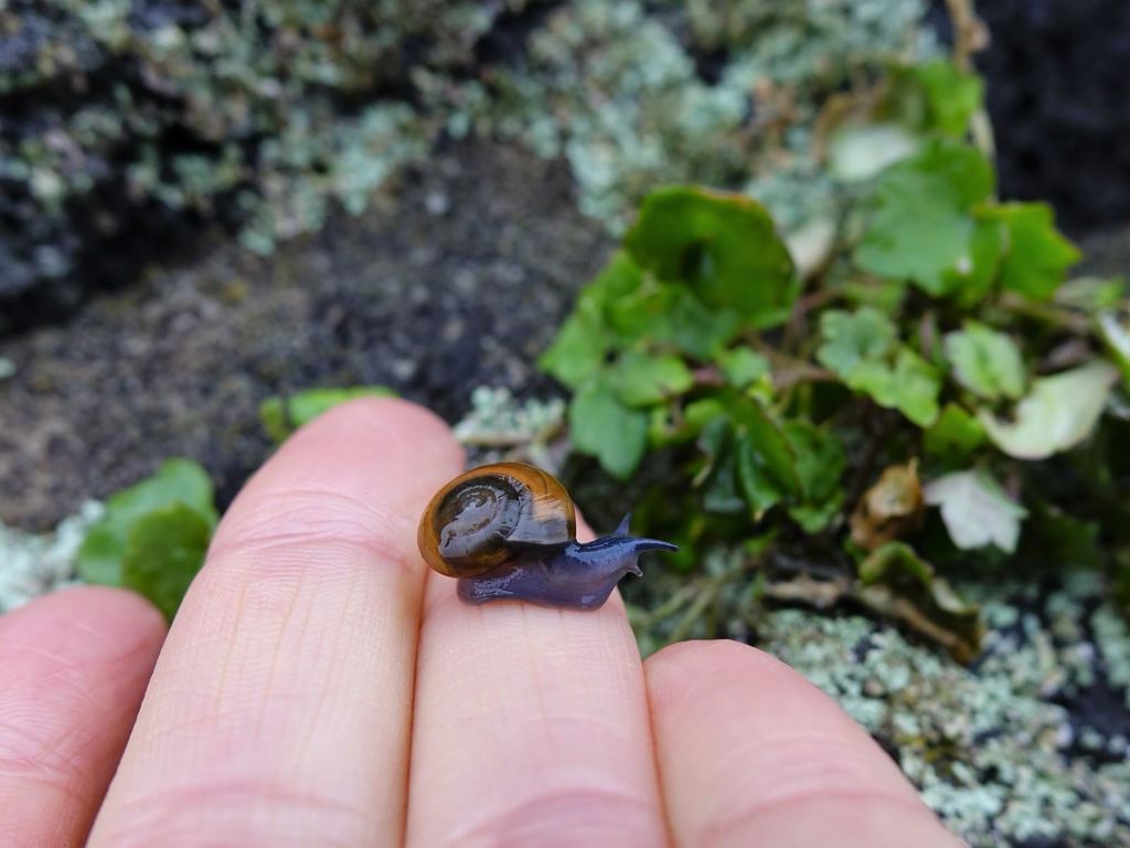 Draparnaud's Glass Snail reference