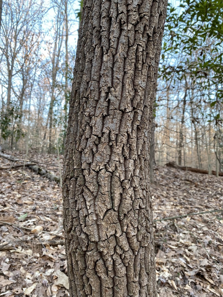 sourwood reference