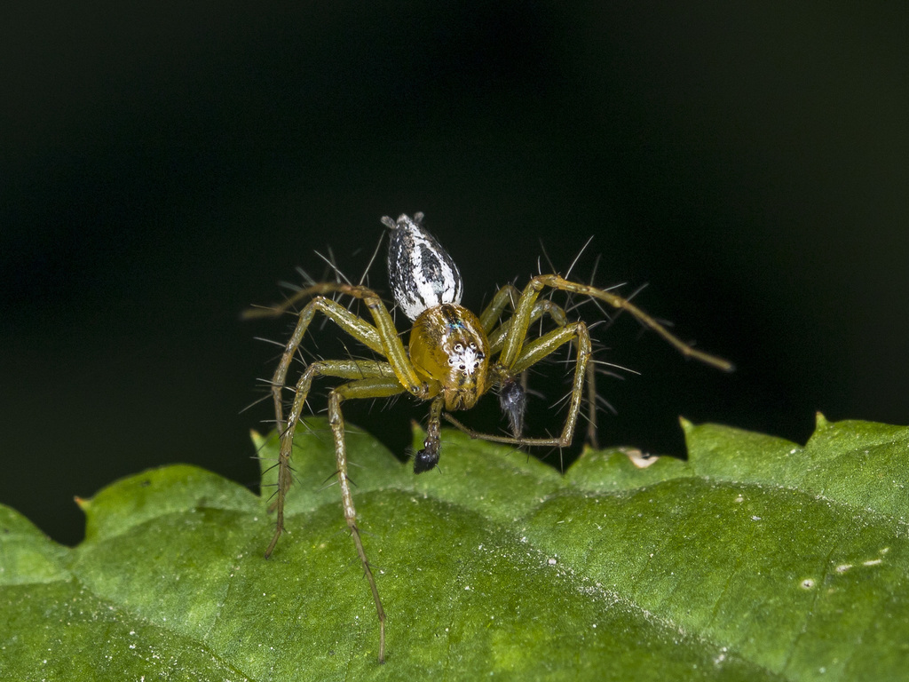 Oxyopes lineatus reference