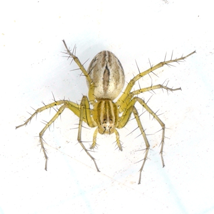 Striped Lynx Spider reference