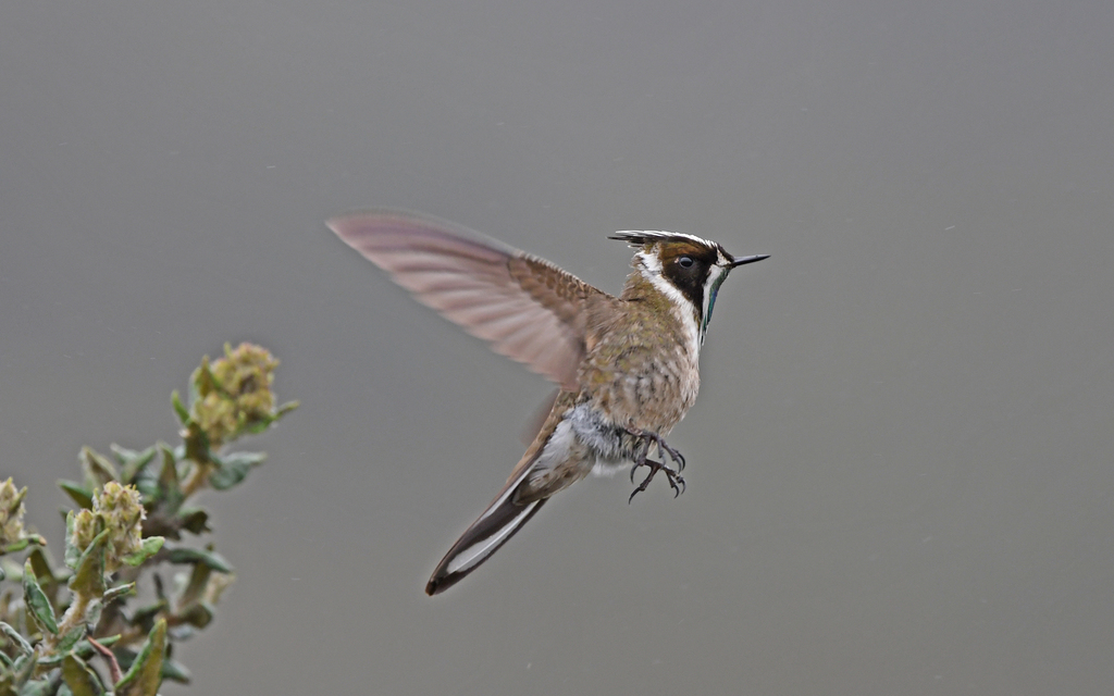 Green-bearded Helmetcrest reference