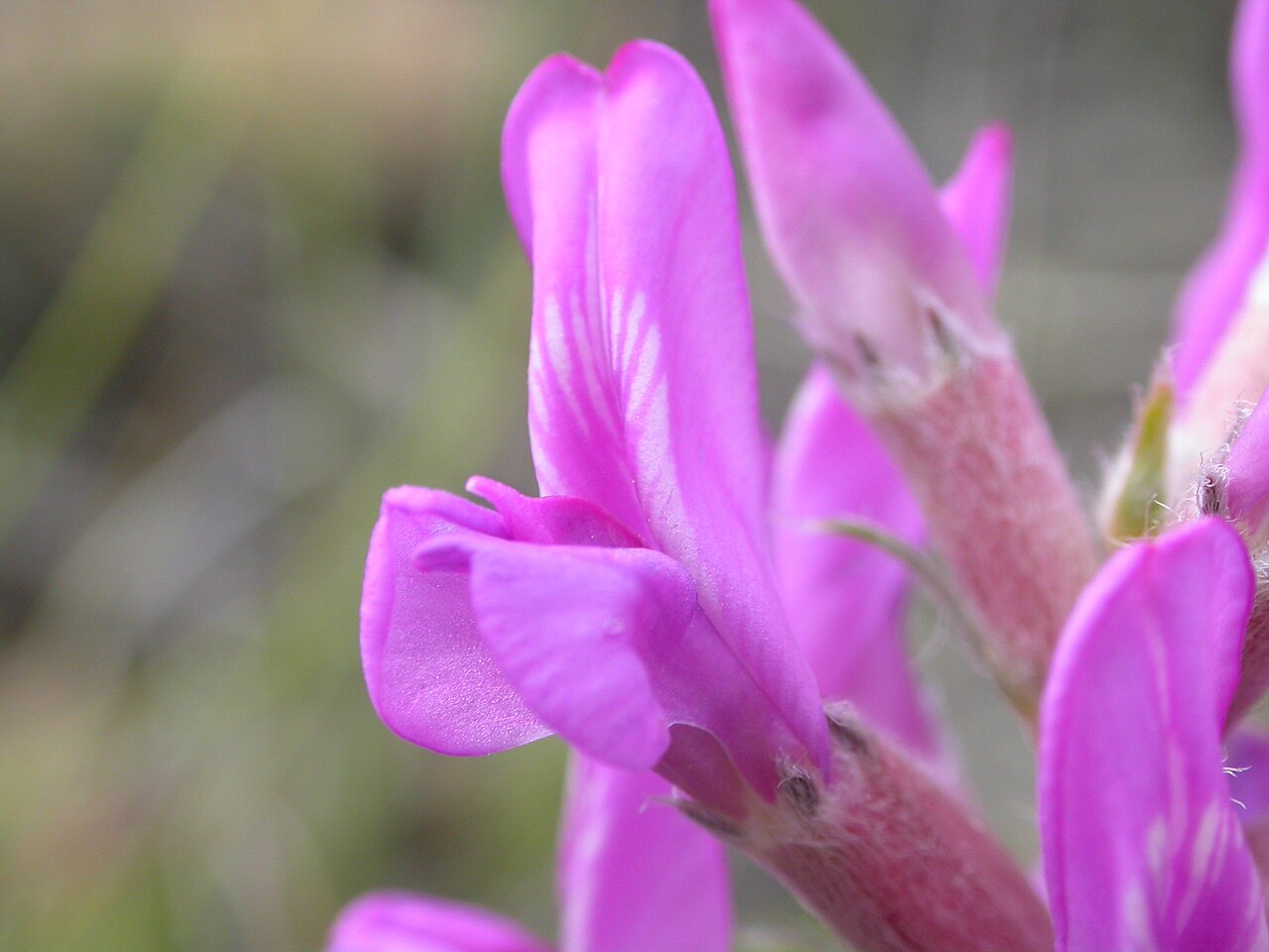 Oxytropis lambertii reference