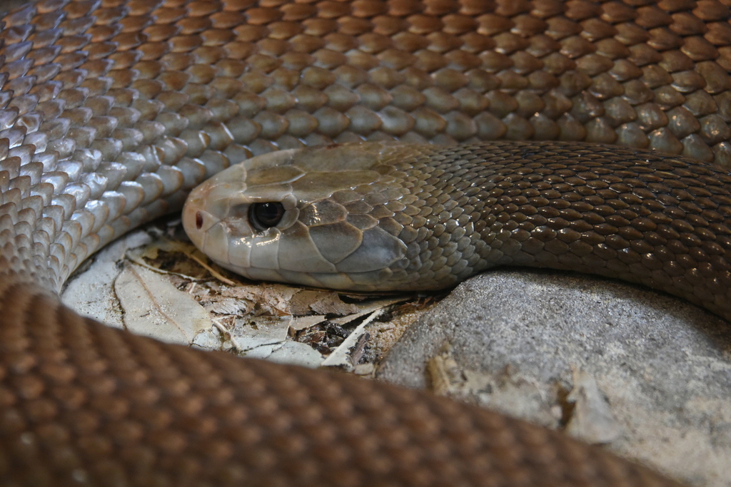 Coastal Taipan reference