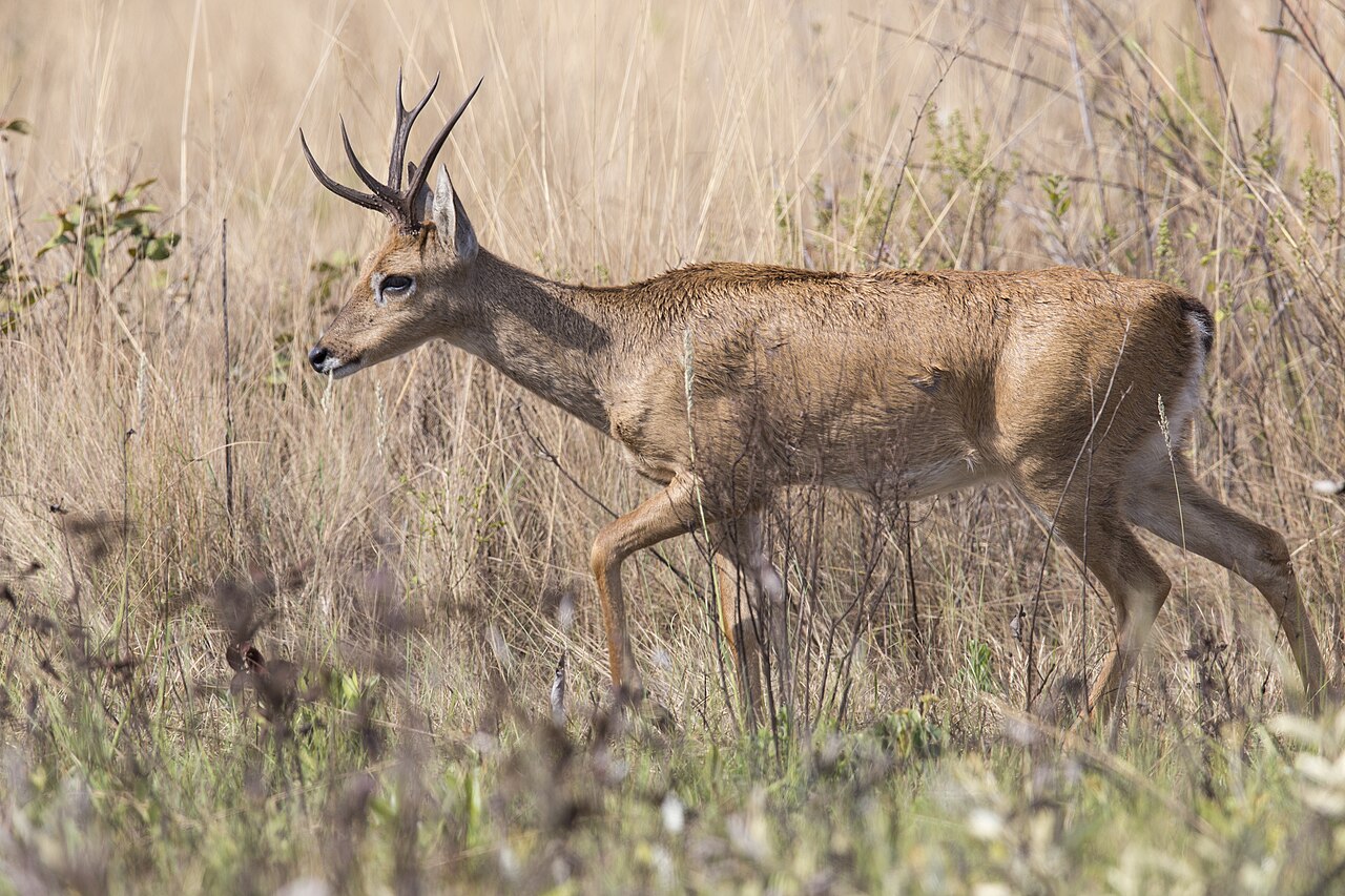 Pampas Deer reference