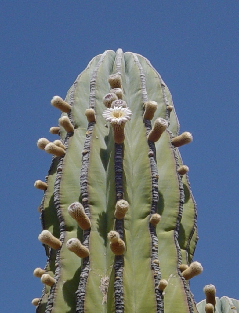 Pachycereus pringlei reference