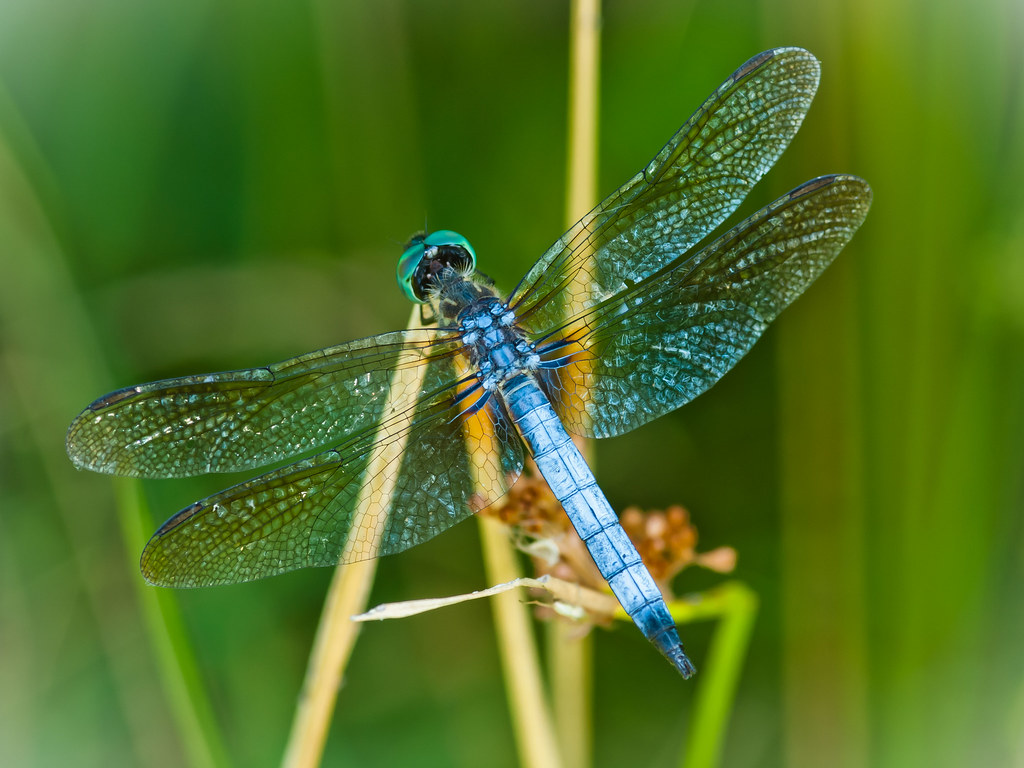 Blue Dasher reference