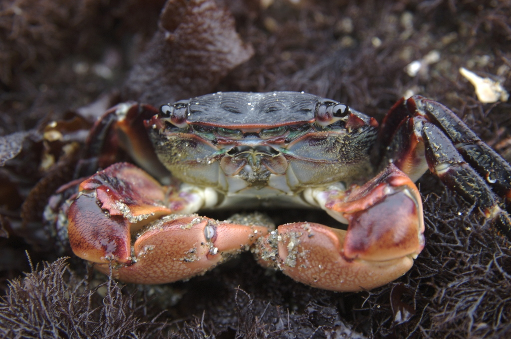 Striped Shore Crab reference