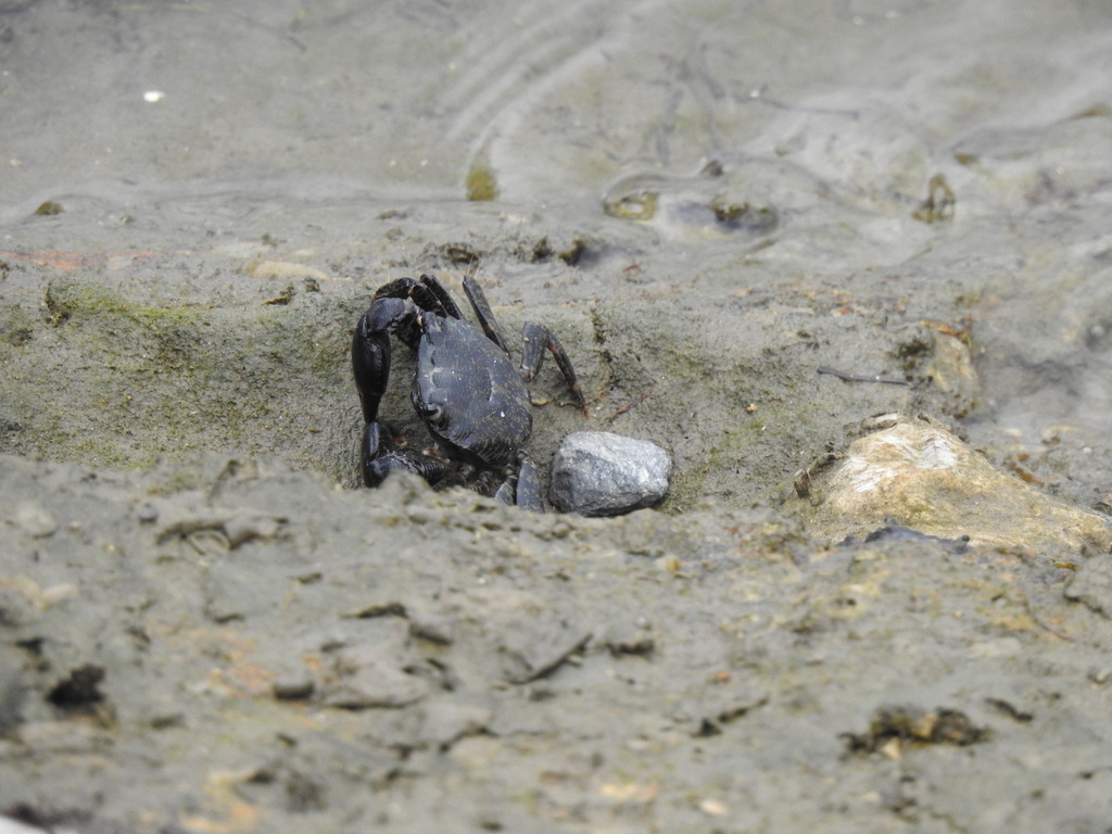 Marbled Crab reference