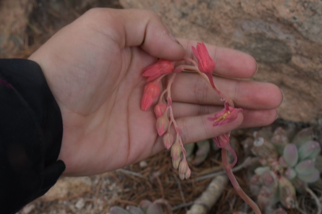 Pachyphytum hookeri reference
