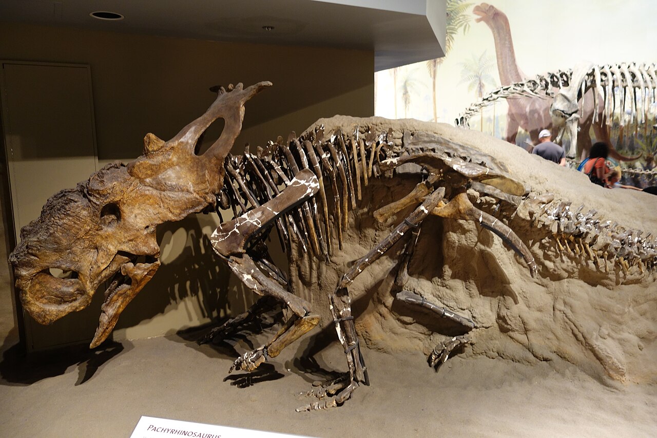 Pachyrhinosaurus canadensis reference