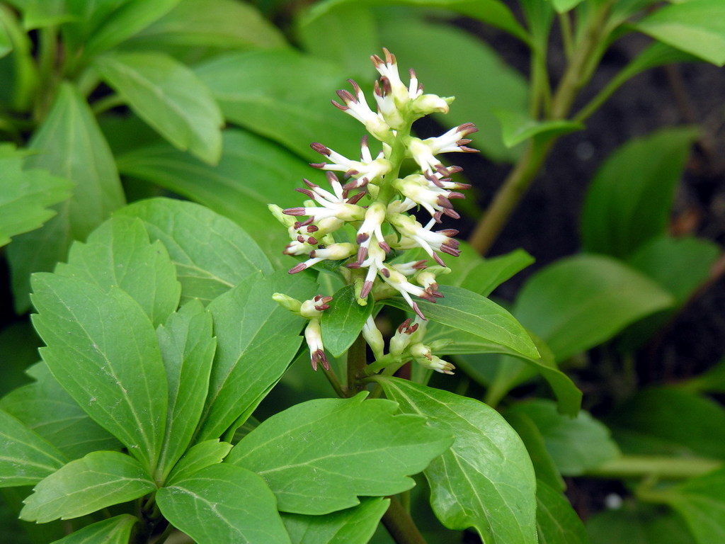 Japanese pachysandra reference
