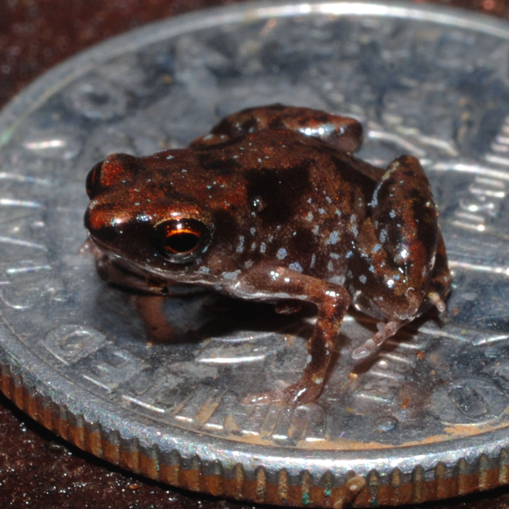 New Guinea Amau Frog reference