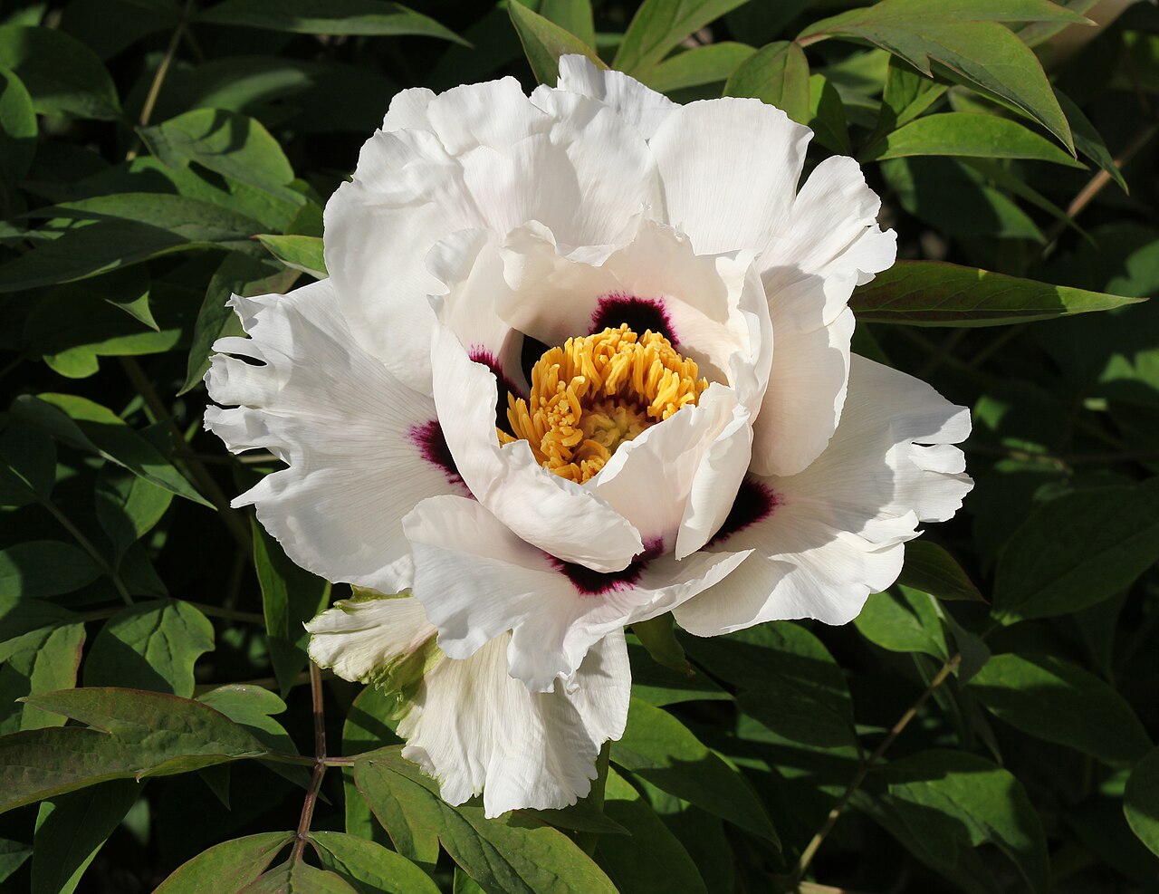 Tree Peony reference