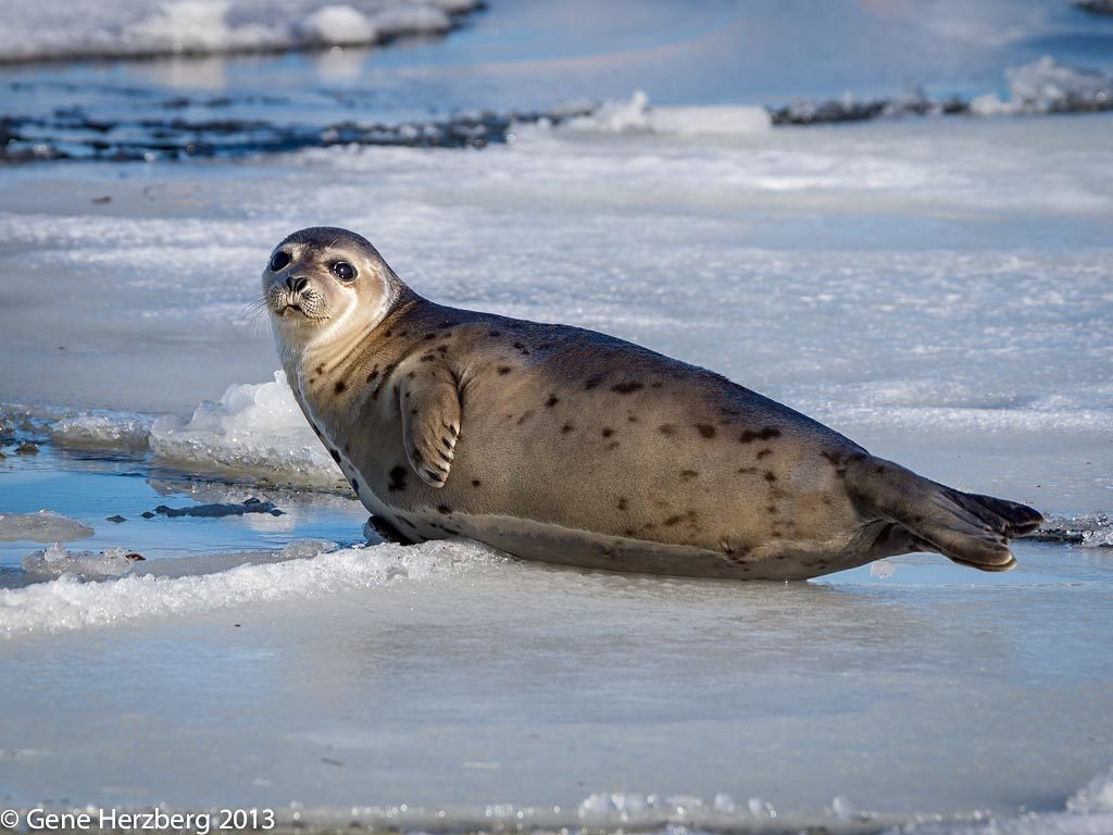 Harp Seal reference