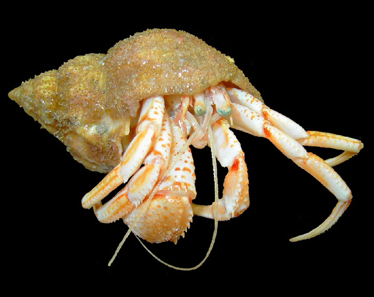 Common Hermit Crab reference