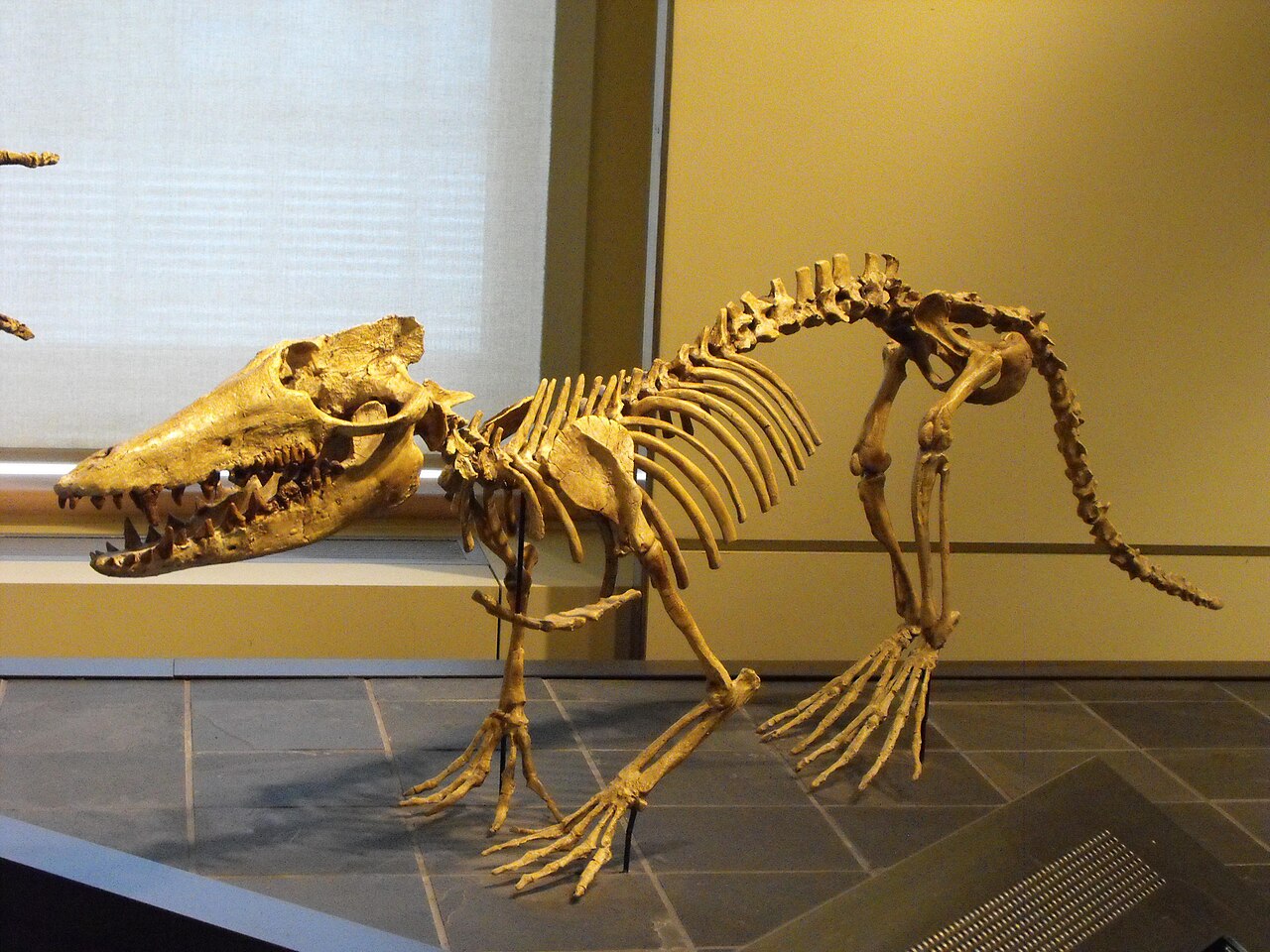 Pakicetus inachus reference