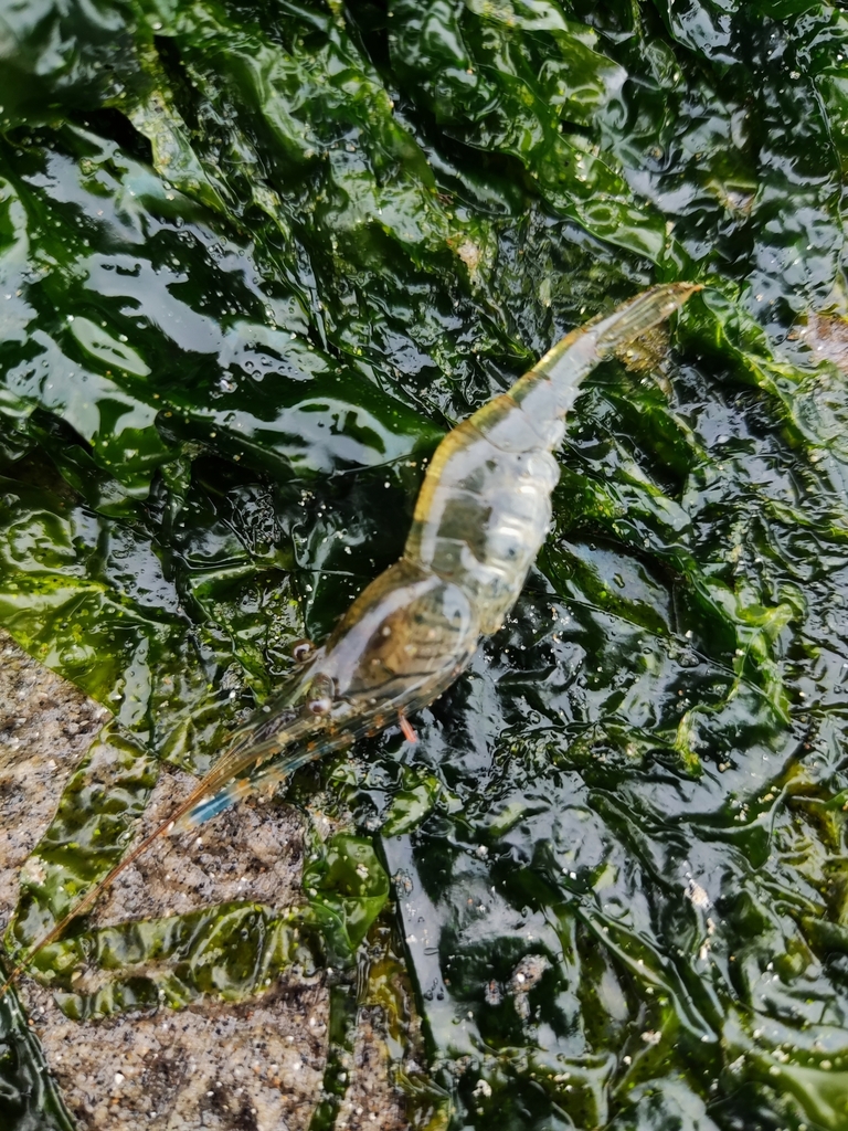 Rockpool Prawn reference